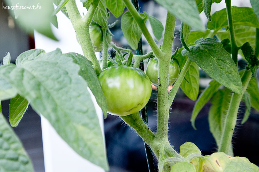 Balkonrundgang im Juni  - der Biobalkongarten wächst - Tomaten
